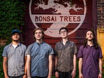 Bonsai Trees