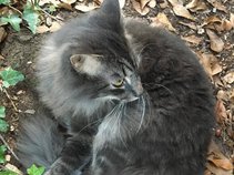 American Shorthair Jazz Quartet