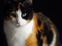 Catastrophic Calico Meltdown