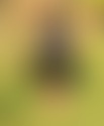 Artist 1719690 1550269672