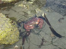 Shrimpy