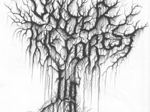 Under the Forest Floor