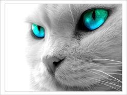 ReverbNation profile picture for @mrcat