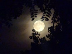 Image for Spirit Vibrations Presents