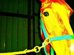 Image for HorseBite