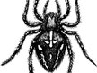 trance spider
