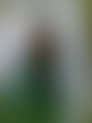 1312386701 away