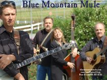 Blue Mountain Mule