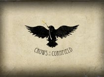 Crows in the cornfield