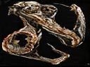 Naphobia