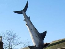 Dave Dark and the Sharks