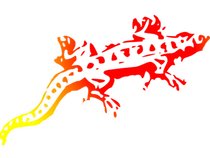 Sunspots for Salamanders