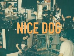 Nice Dog