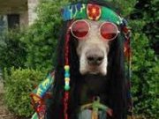 Acidcoondog