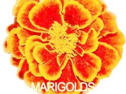 Image for Marigolds