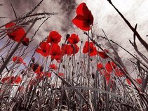 FOREVER POPPY FIELDS FOREVER