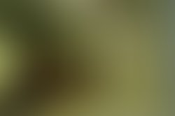 1335571717 oldltrain