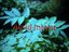 Acrid Intent (Artist)