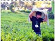 Fajri ubhie