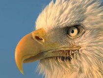 Angry Little Beak