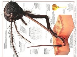 Mosquito Teeth