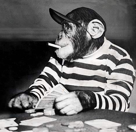 ReverbNation profile picture for @chimpanzee