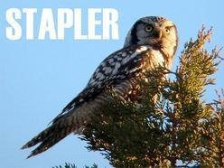 ReverbNation profile picture for @stapler
