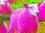 Pink Sheep