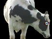 Cyclops Cow