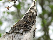The Bagworms