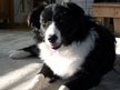 Bordercollie and the Scared Sheep