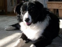 Bordercollie and the Scared Sheep