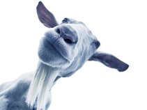 The Blue Goats