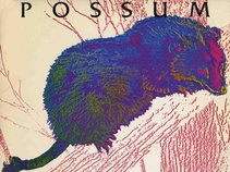 Possum