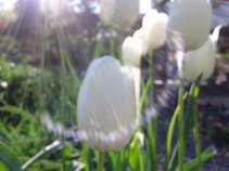 Tulips and Sunshine