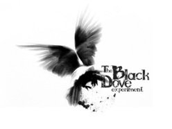 Image for The Black Dove Experiment