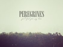 Peregrines