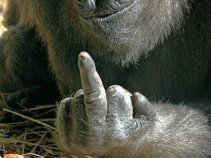 Gorilla Finger