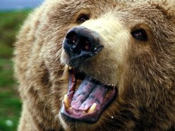 Image for Bear Hands