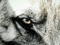 Dark Matter Transmission