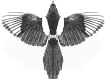 The Thieving Magpies