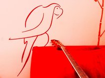 Parrot on Strings