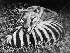 Image for Thylacine