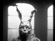 Frank The Rabbit