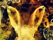 BROWN BUNNY