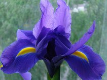 Iris