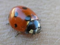 coitus aliena