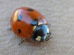 coitus aliena