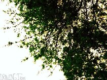 Drawing Trees