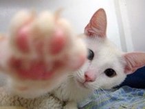 Ragamuffin Three Claw Band